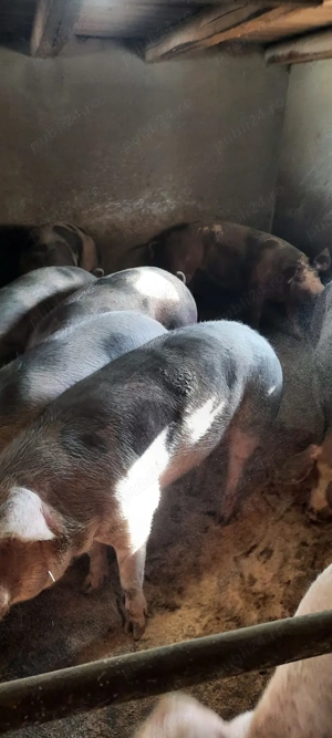 Porci pentru Crăciun - imagine 4