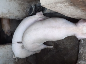 Porci de vânzare  - imagine 4