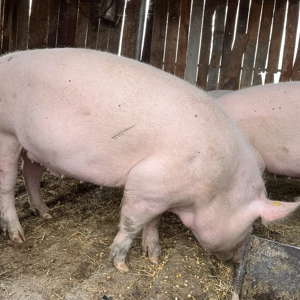 Vând porci pentru Crăciun  - imagine 4