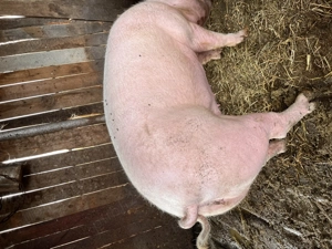 Vând porci pentru Crăciun  - imagine 3