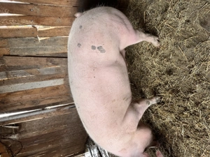 Vând porci pentru Crăciun 