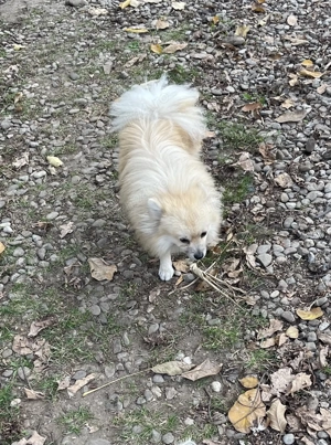 Pomerian mascul 1 ani standard no mini - imagine 4