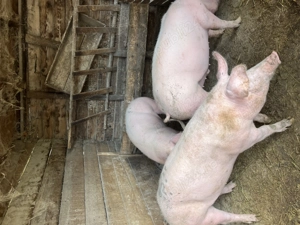 Porci pentru Crăciun 