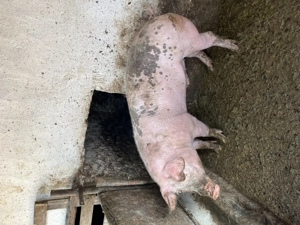 Porci pentru Crăciun  - imagine 3