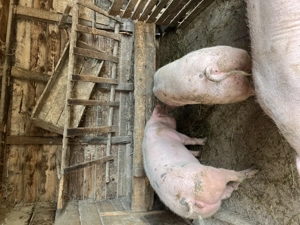 Porci pentru Crăciun  - imagine 4