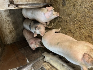 Porci pentru Crăciun  - imagine 5