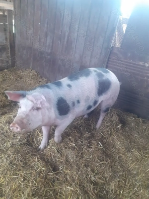 Vând scroafa tânără 