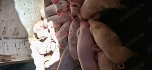 Vand purcei - imagine 2