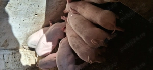 Vand purcei - imagine 4