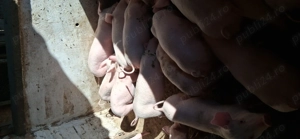 Vand purcei - imagine 6