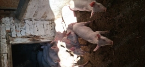 Vand purcei - imagine 5