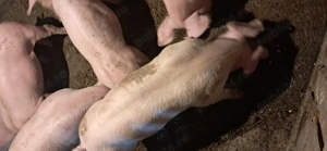 Vând soldani - imagine 3