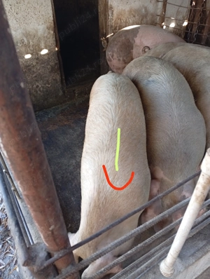 Porci de vânzare 15 lei kg in viu