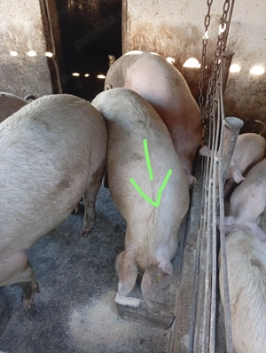 Porci de vânzare 15 lei kg in viu - imagine 2