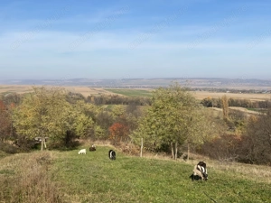 De vânzare căprițe adulte, țap de sămânță, ieduțe din acest an.  - imagine 2