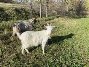 De vânzare căprițe adulte, țap de sămânță, ieduțe din acest an.  - imagine 6