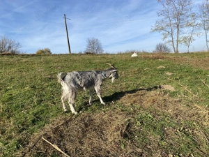 De vânzare căprițe adulte, țap de sămânță, ieduțe din acest an.  - imagine 5