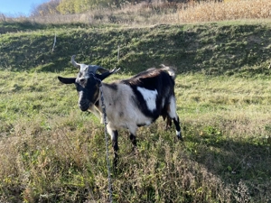 De vânzare căprițe adulte, țap de sămânță, ieduțe din acest an.  - imagine 7