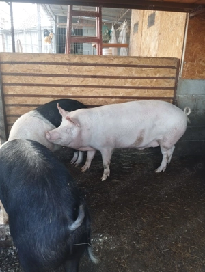 Porc Marele Alb de carne de vanzare