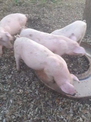 Vând purcei sanatosi 3 luni