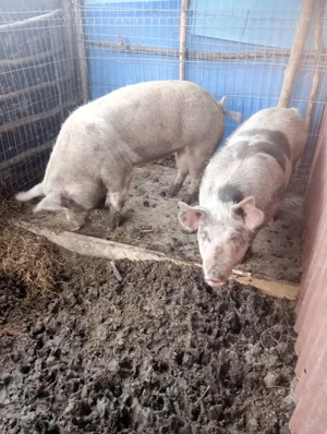 Porci de vânzare  - imagine 2