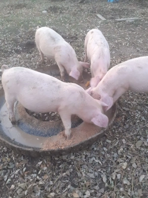 Vând purcei sanatosi 3 luni - imagine 2