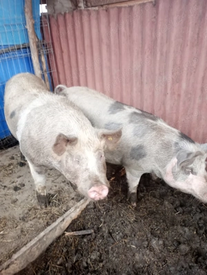 Porci de vânzare  - imagine 3