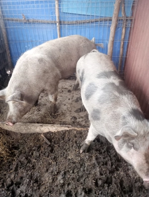 Porci de vânzare  - imagine 4