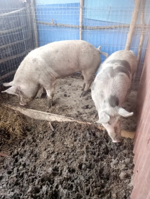 Porci de vânzare  - imagine 5