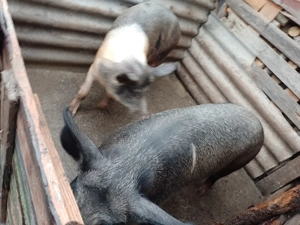 Porci 170 kg ,preț negociabil fără bișnițari - imagine 2