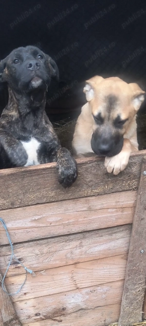 Vând cățelușa de cane corso  - imagine 4