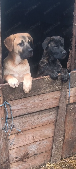 Vând cățelușa de cane corso  - imagine 3