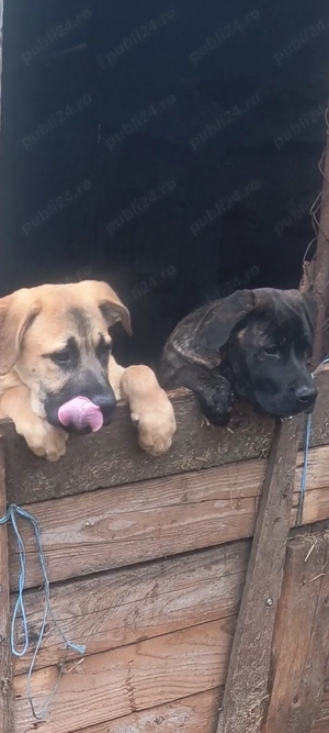 Vând cățelușa de cane corso  - imagine 5