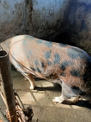 Vând porci  și grasuni