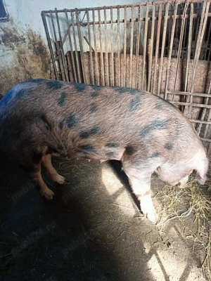 Vând porci  și grasuni - imagine 4