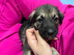 Adopta un catelusi , 3 fetite - imagine 2