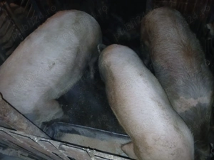 Vand porci de casa - imagine 2