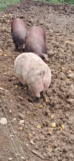 Vând porci de carne - imagine 2