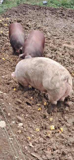 Vând porci de carne - imagine 3