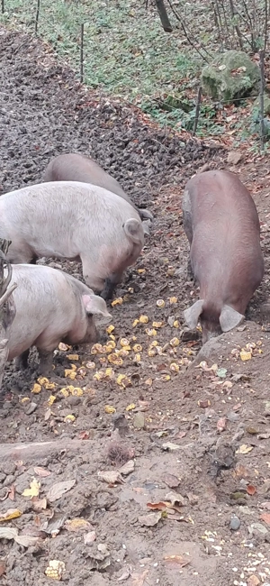 Vând porci de carne - imagine 5