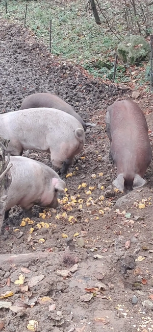 Vând porci de carne - imagine 4