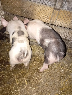 Purcei de vanzare!!!  - imagine 3