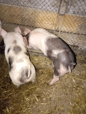 Purcei de vanzare!!!  - imagine 2