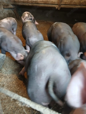 Vând purcei  - imagine 2