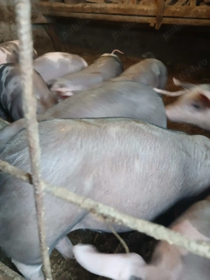 Vând purcei  - imagine 3