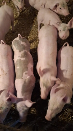 Vând purcei crescuți în gospodărie proprie 