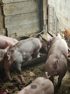 Purcei Pietran Belgian 