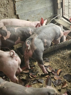 Purcei Pietran Belgian  - imagine 3