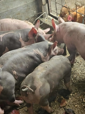 Purcei Pietran Belgian  - imagine 4