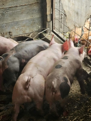 Purcei Pietran Belgian  - imagine 2